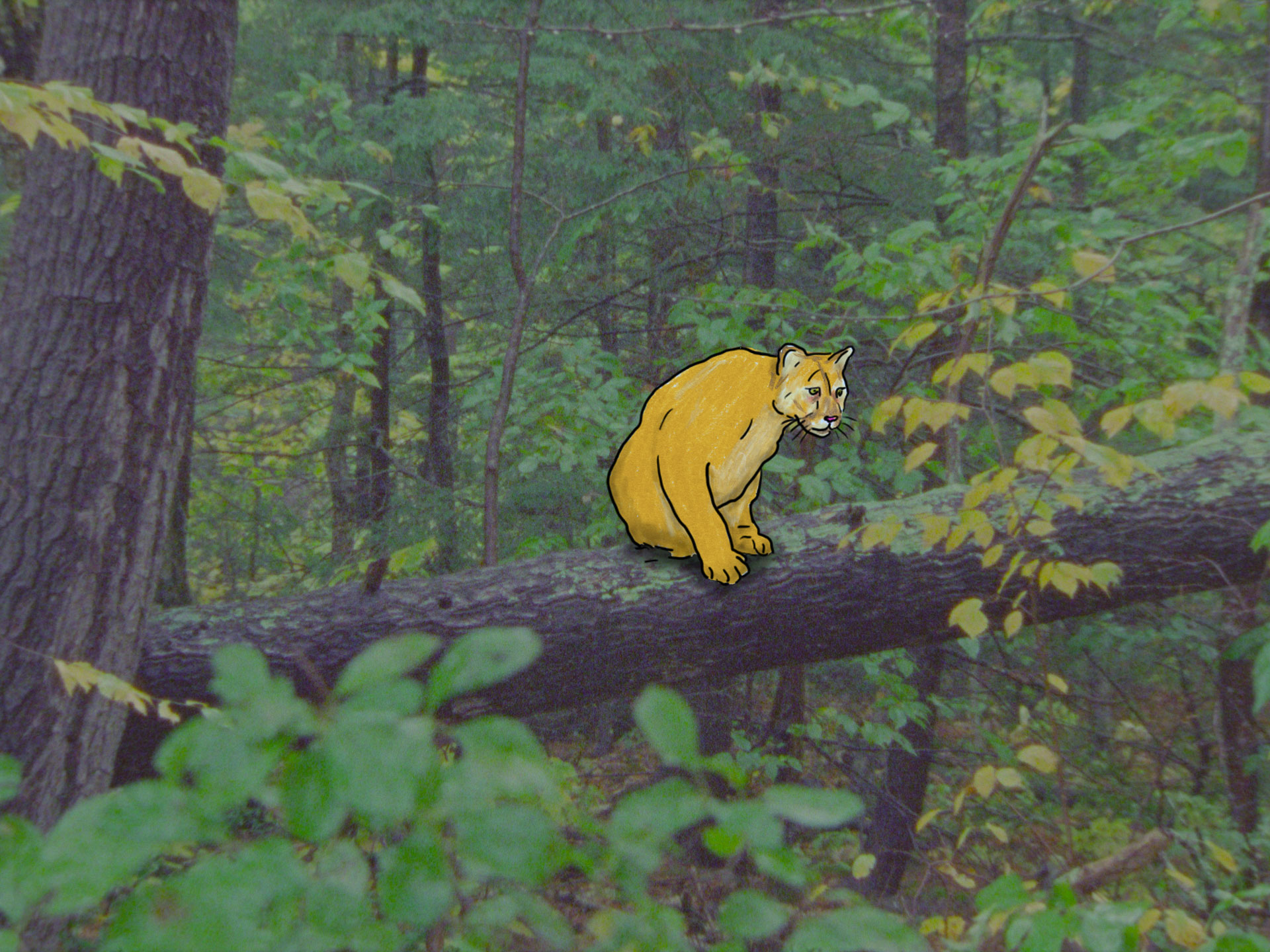 Goldilocks